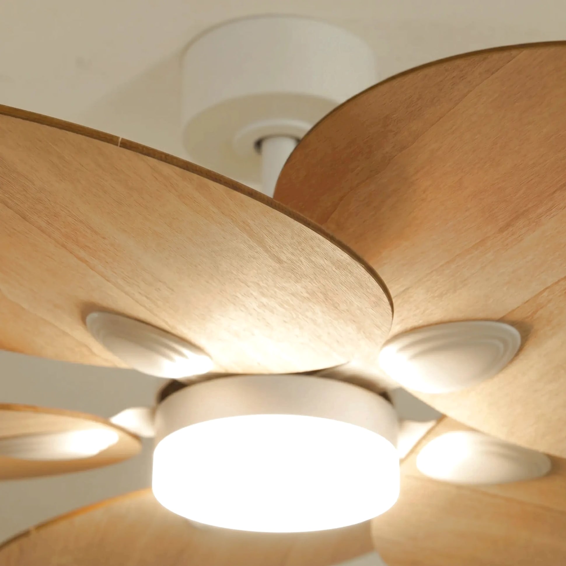 Lotus teinté Chêne | Ventilateur de plafond